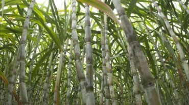 甘蔗地种植