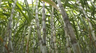 甘蔗地种植