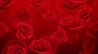 红玫瑰花